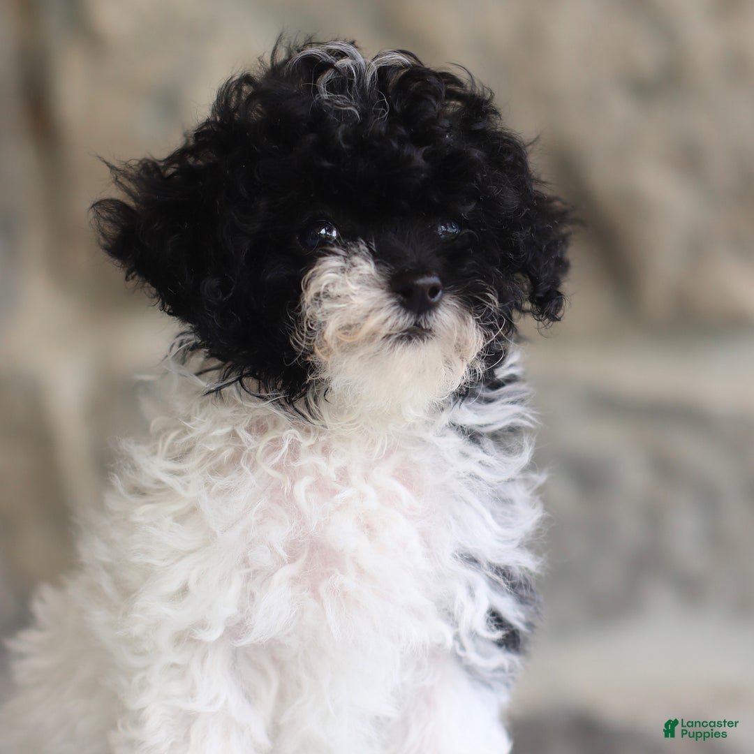 Toy Poodle dogs for sale: Penny - Image 1