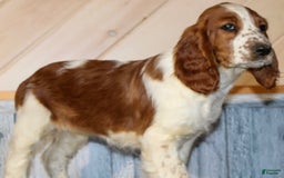 Welsh Springer Spaniel dogs for sale: Male Puppy - Image 2