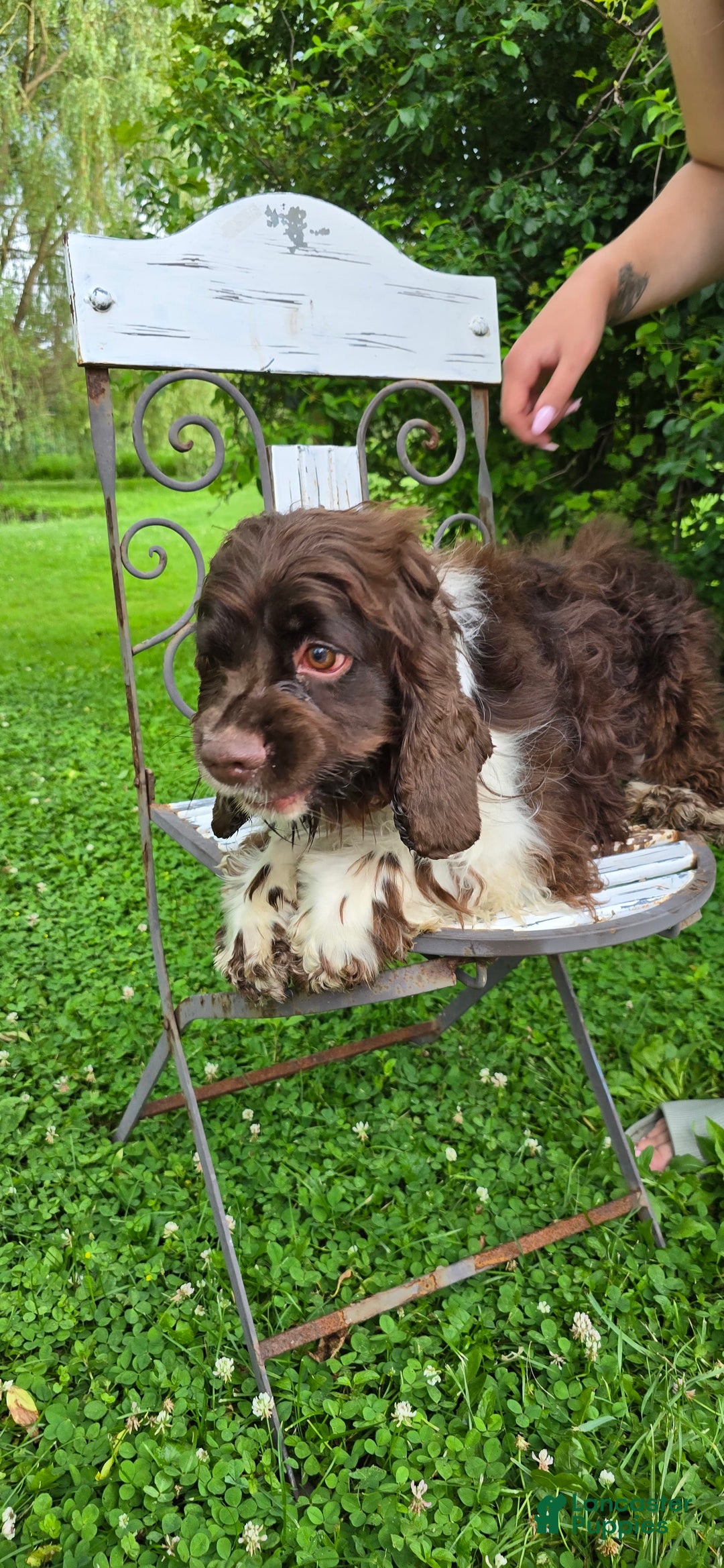 Cocker Spaniel dogs for sale: Benji - Image 8