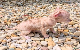 Chihuahua dogs for sale: Sweat Pea - Image 11