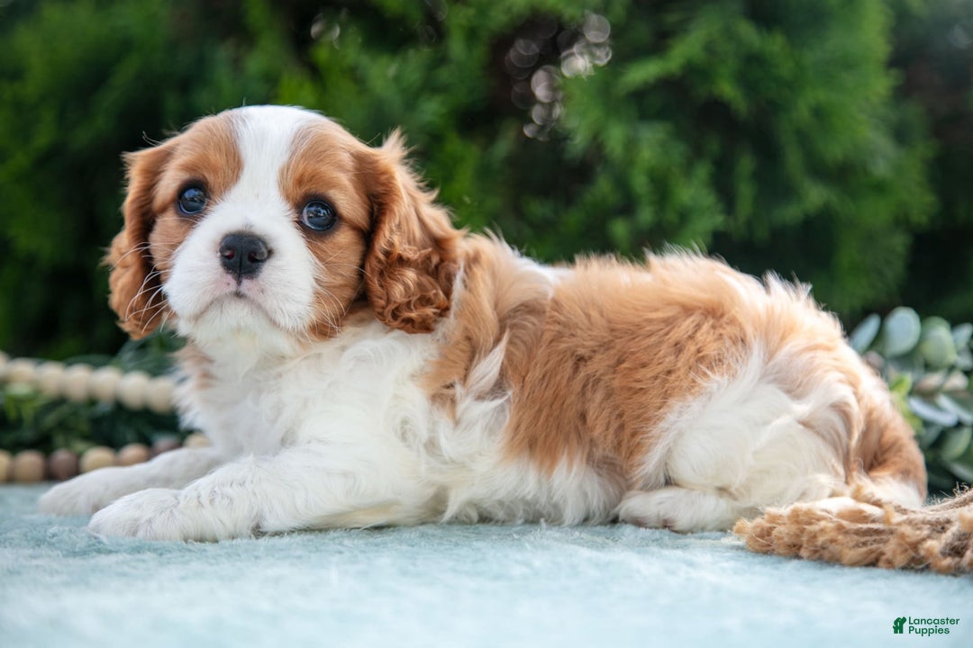 Cavalier King Charles Spaniel dogs for sale: Payton - Image 3
