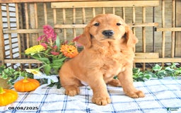Golden Retriever dogs for sale: Golden Retriever 11 puppies - Image 13