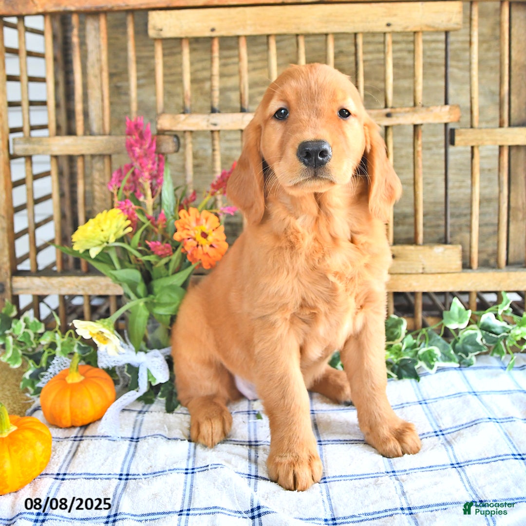 Golden Retriever dogs for sale: Golden Retriever 11 puppies - Image 13