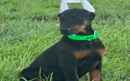 Doberman Pinscher dogs for sale: Daisy - Image 4