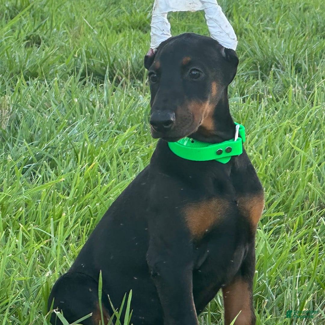 Doberman Pinscher dogs for sale: Daisy - Image 4