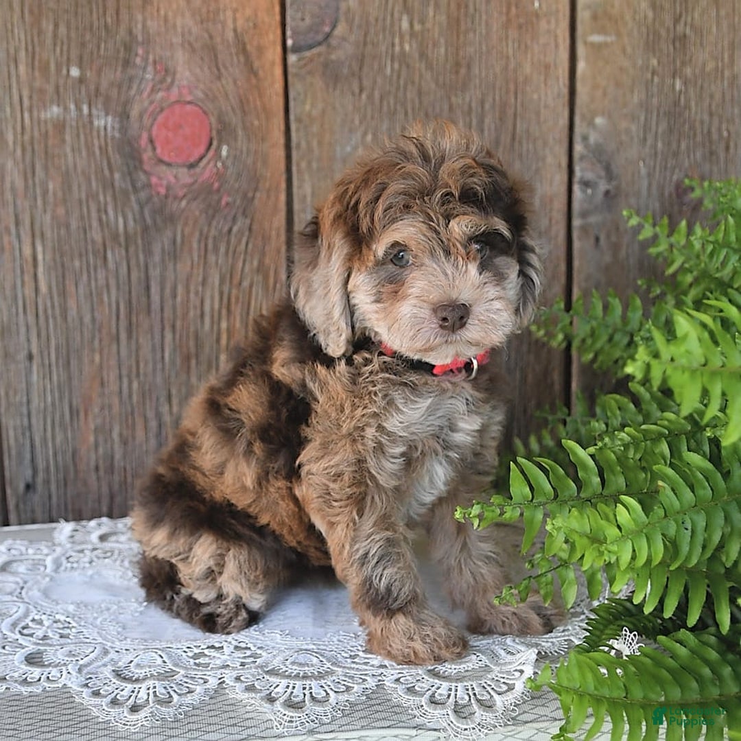 Havapoo dogs for sale: Wren - Image 3