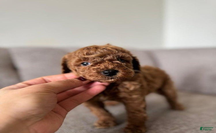 Toy Poodle dogs for sale - Ad 1