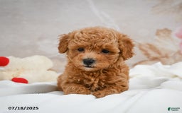 Bichpoo dogs for sale: Devon - Image 5