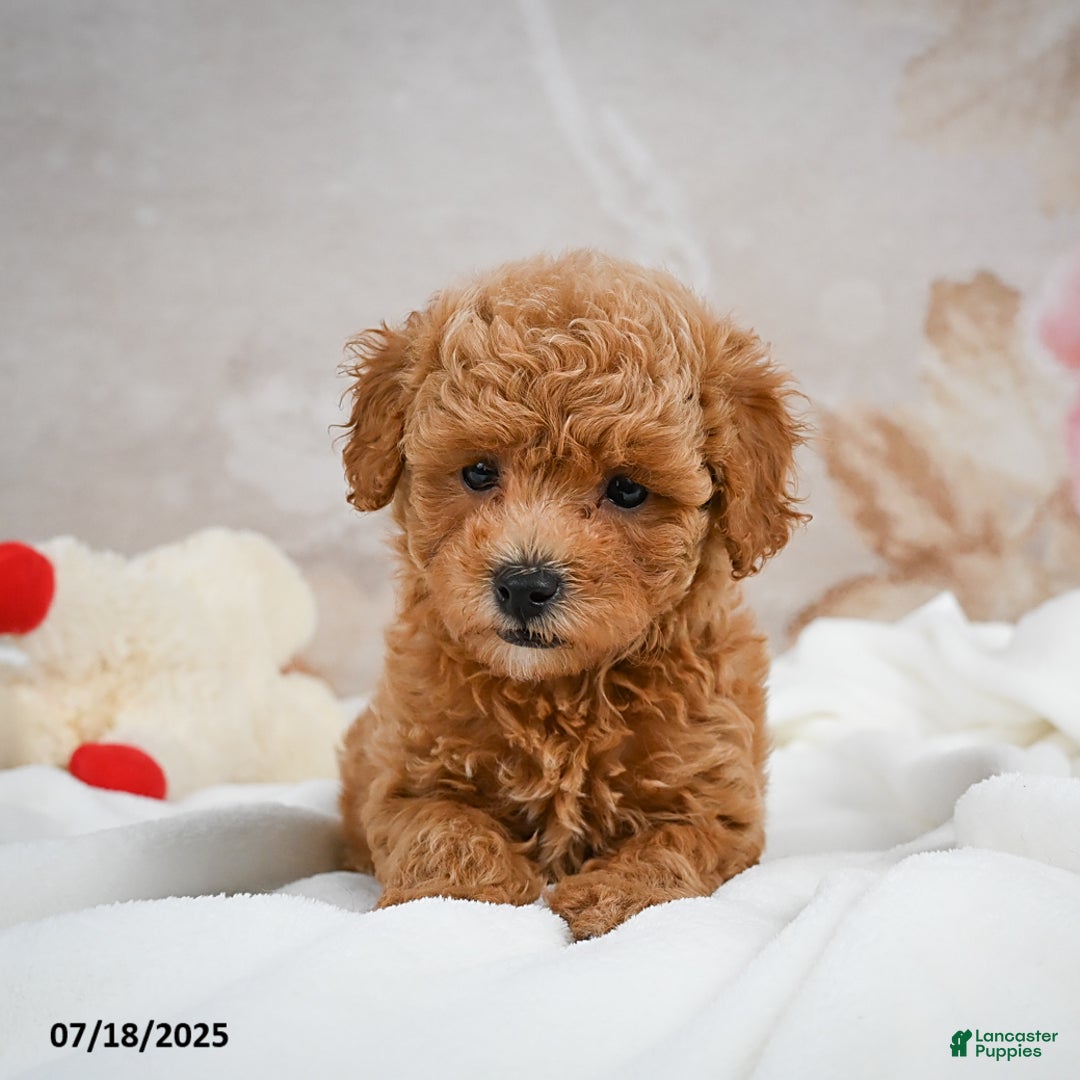 Bichpoo dogs for sale: Devon - Image 5