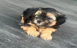 Shorkie dogs for sale: Jax - Image 4