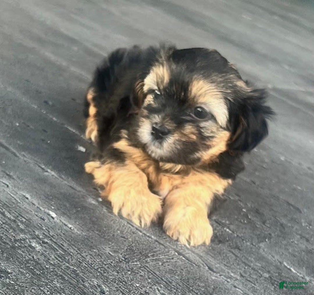 Shorkie dogs for sale: Jax - Image 4