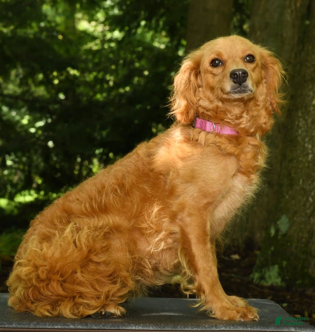 Mini Goldendoodle dogs for sale: Lacey - Image 10
