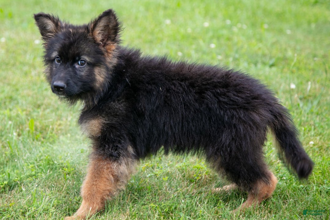 German Shepherd dogs for sale: Kenny - Image 2