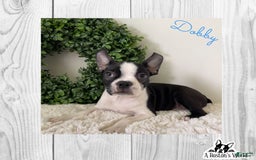 Boston Terrier dogs for sale: Dobby - Image 3