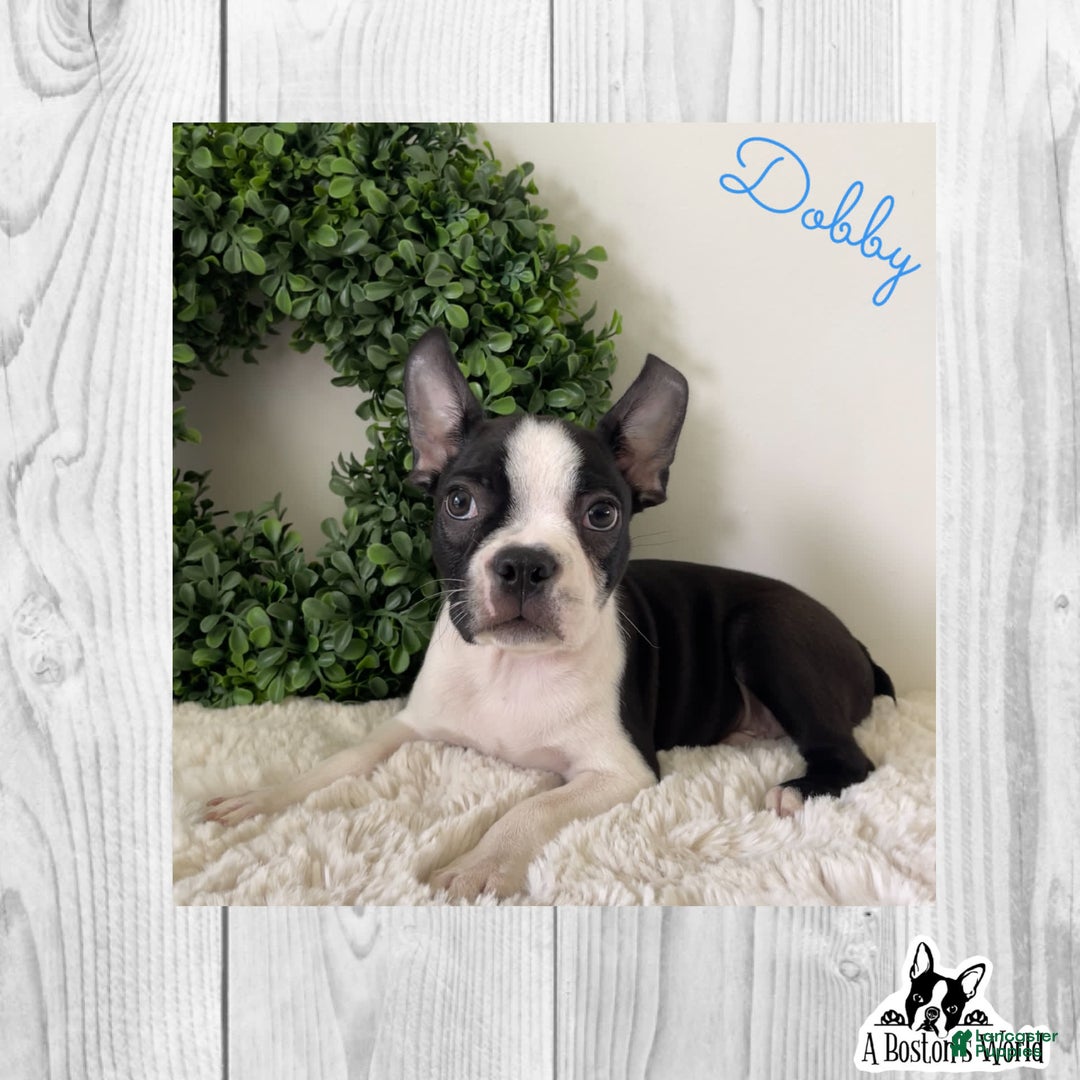 Boston Terrier dogs for sale: Dobby - Image 3