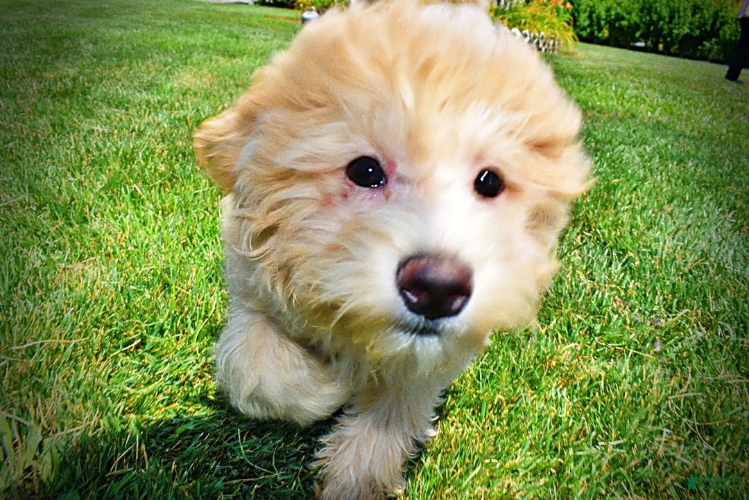 Havapoo dogs for sale: Wags - Image 17