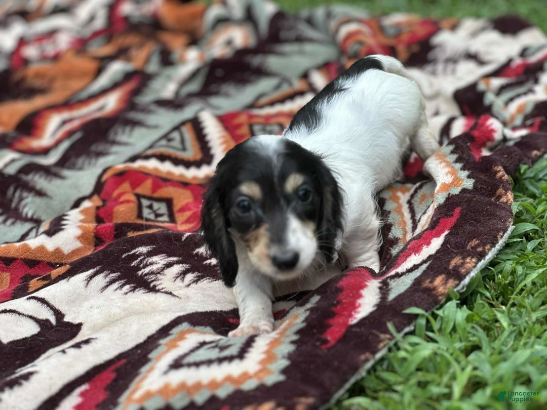 Miniature Dachshund dogs for sale: Blitz - Image 4