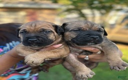 Cane Corso dogs for sale: Snoopy - Image 2