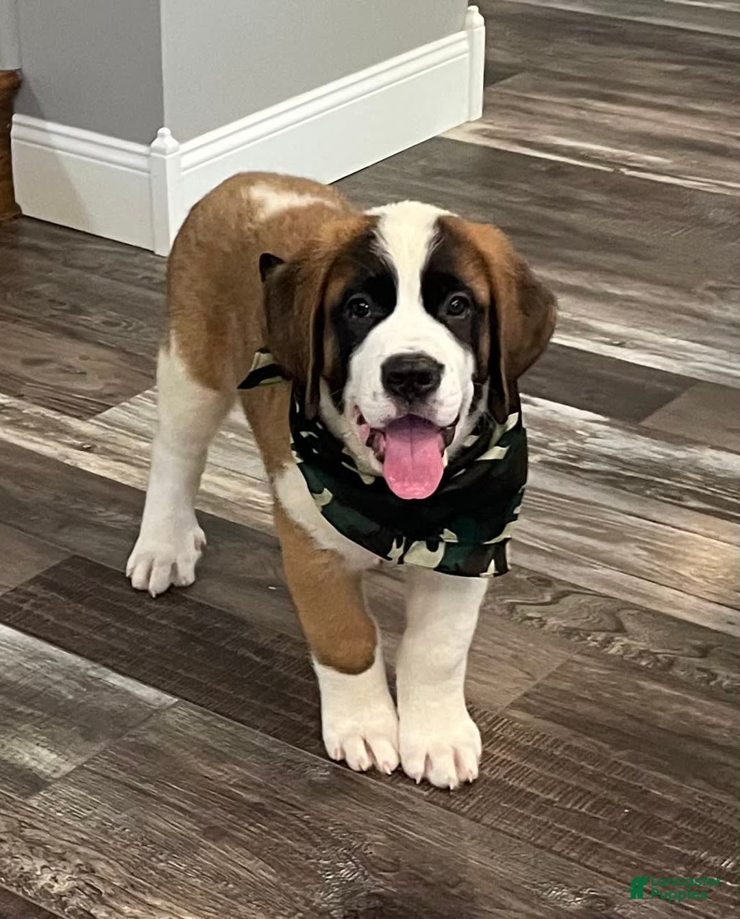 Saint Bernard dogs for sale: Maverick - Image 2