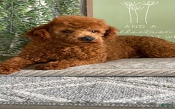 Cavapoo dogs for sale: Fable - Image 14