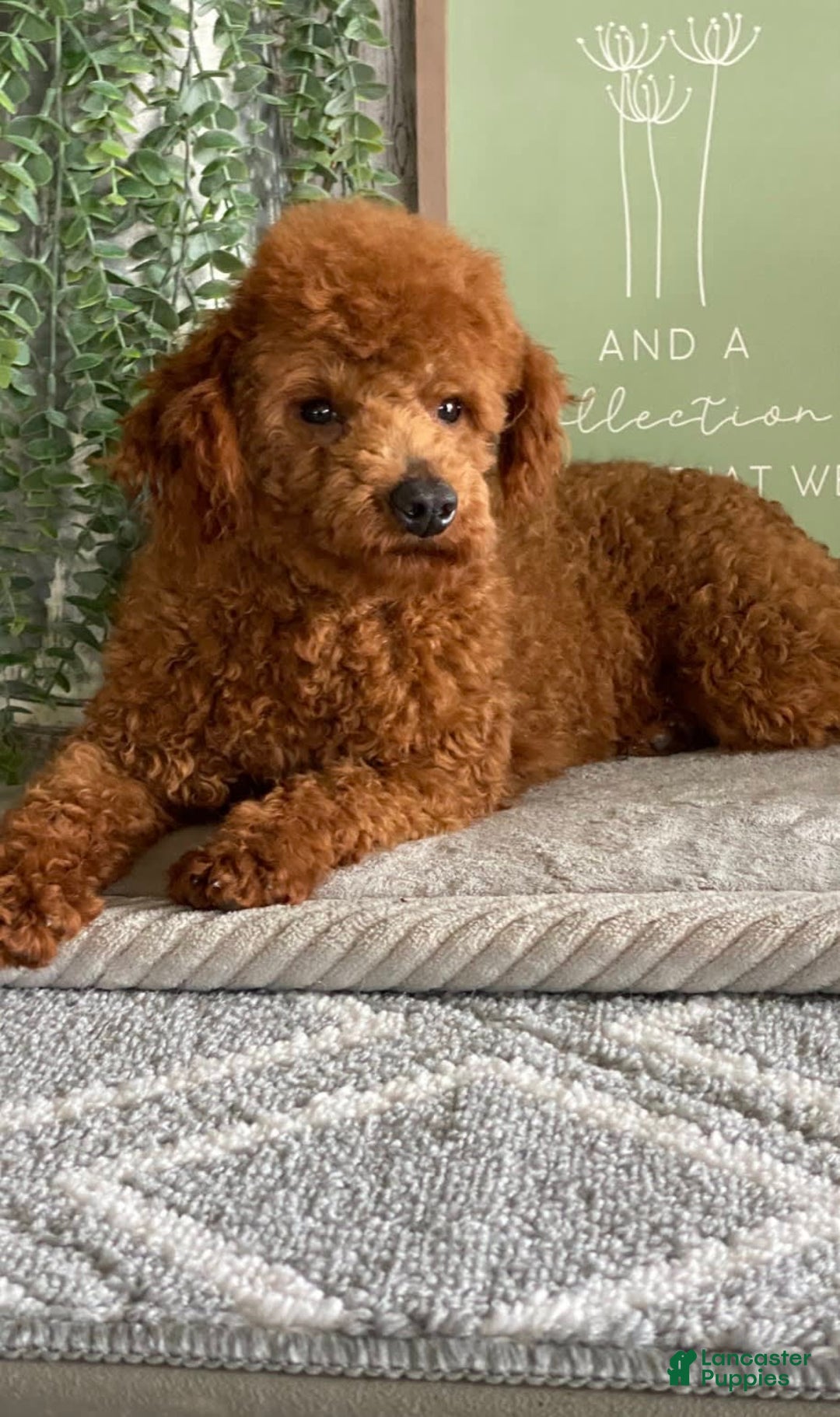 Cavapoo dogs for sale: Fable - Image 14
