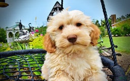 Havapoo dogs for sale: Reggie - Image 13