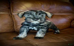 Miniature Schnauzer dogs for sale: Samson - Image 4