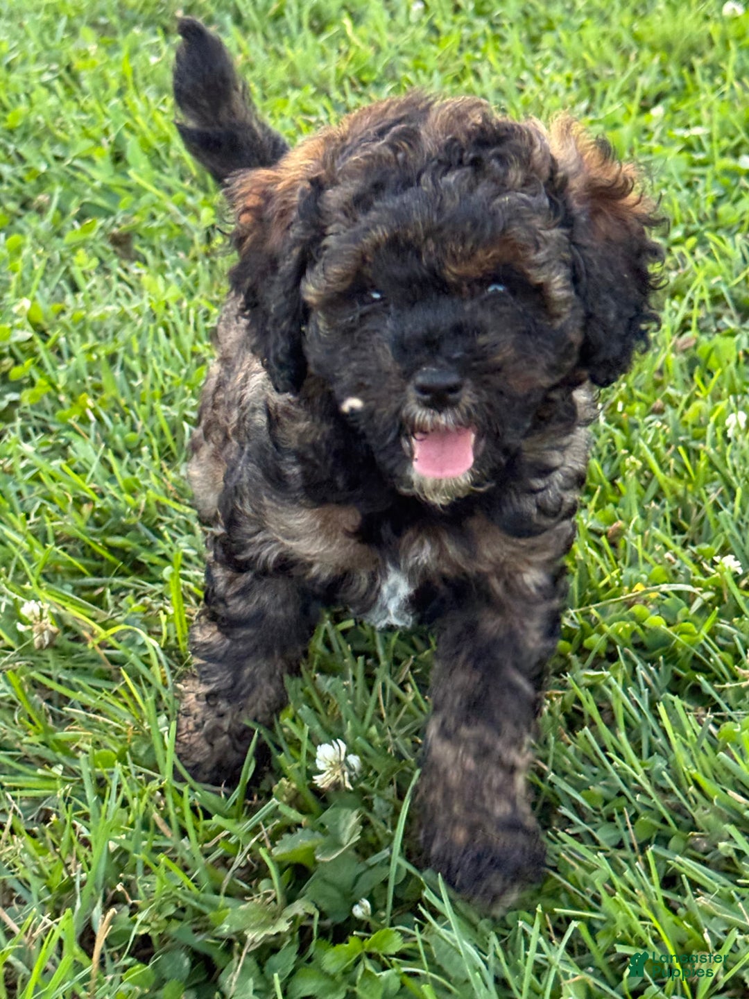 Cockapoo dogs for sale: Buster - Image 7