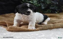 Cavapoo dogs for sale: Adrian - Image 1