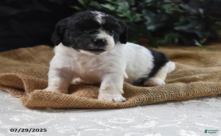 Cavapoo dogs for sale - Ad 1