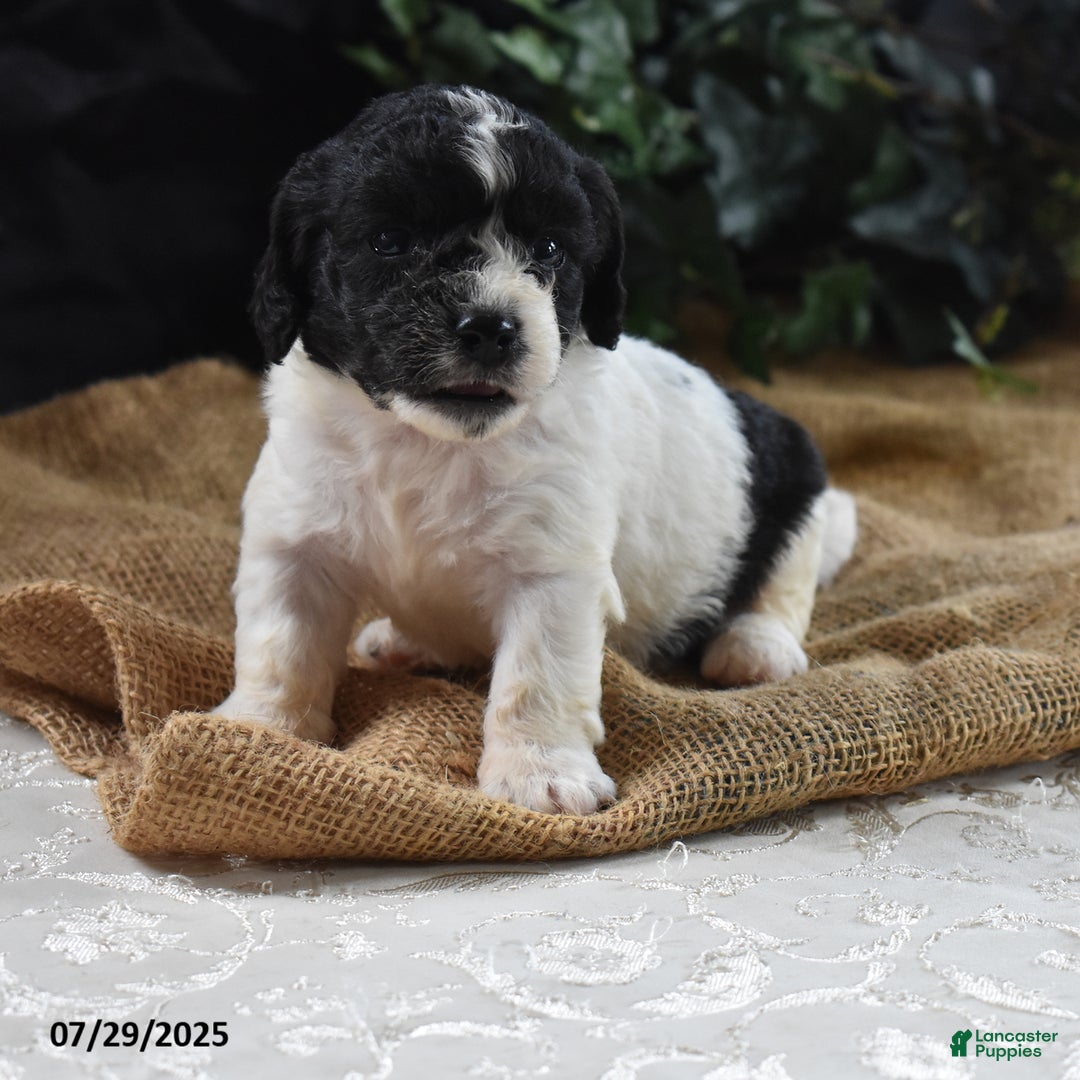 Cavapoo dogs for sale: Adrian - Image 1