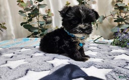 Morkie dogs for sale: Dusty - Image 3