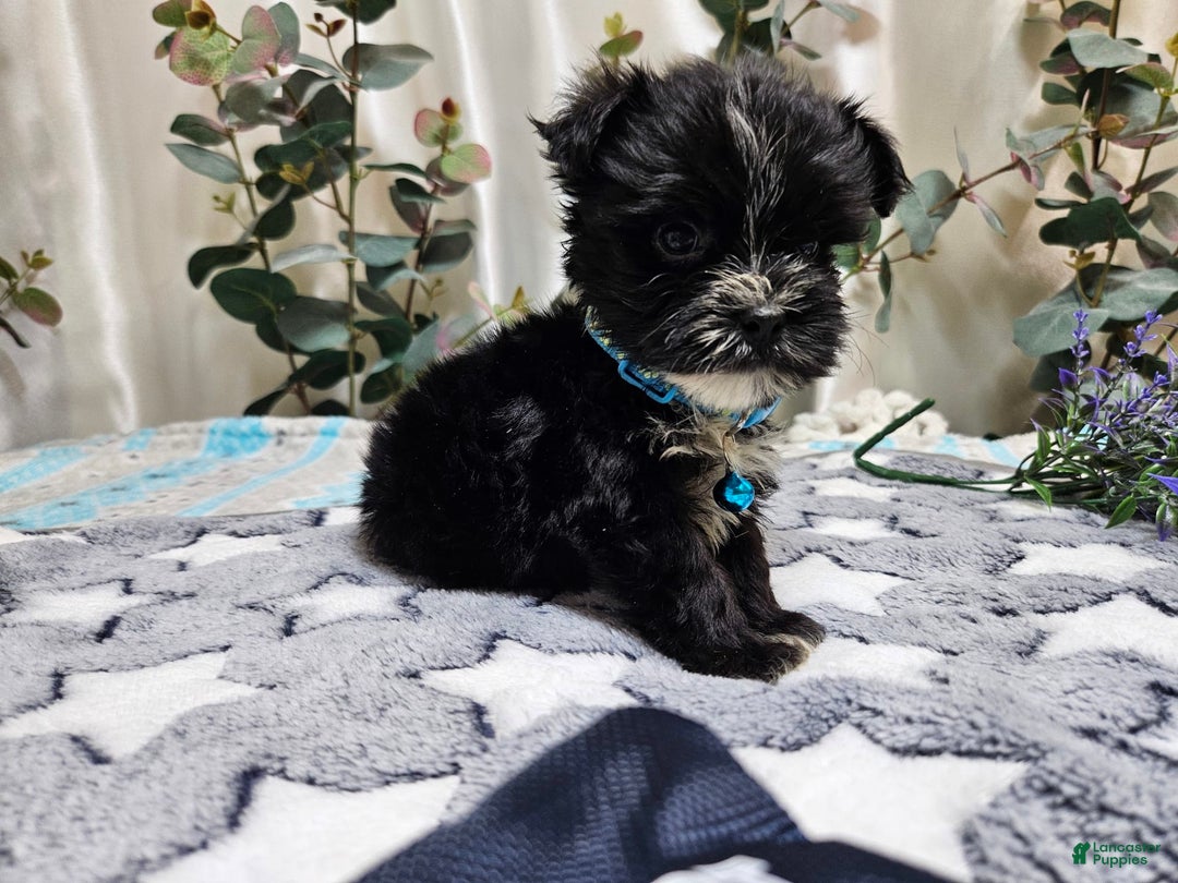 Morkie dogs for sale: Dusty - Image 3