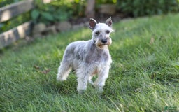 Miniature Schnauzer dogs for sale: Baxter - Image 15