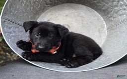 German Shepherd dogs for sale: Rowdy - Image 4