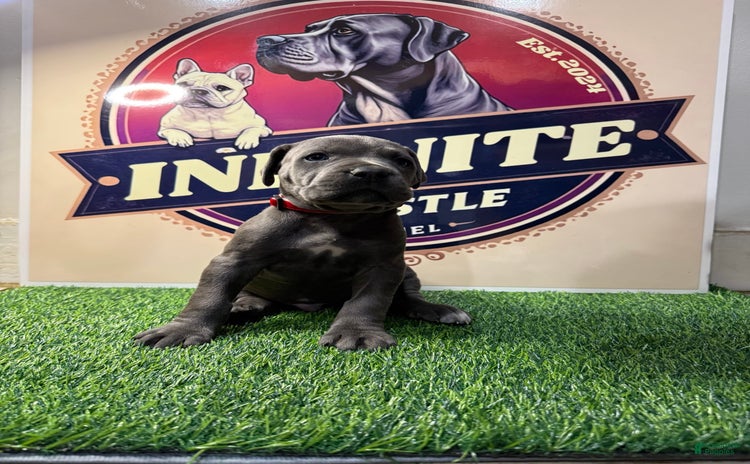 Cane Corso dogs - Advert 4