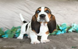 Basset Hound dogs for sale: Sophie - Image 3