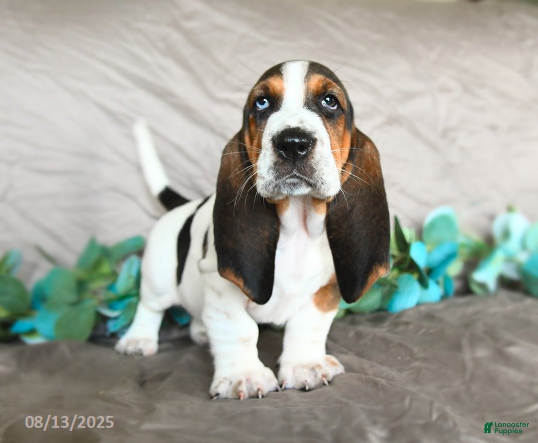 Basset Hound dogs for sale: Sophie - Image 3