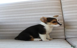 Welsh Corgi Pembroke dogs for sale: Leo - Image 14