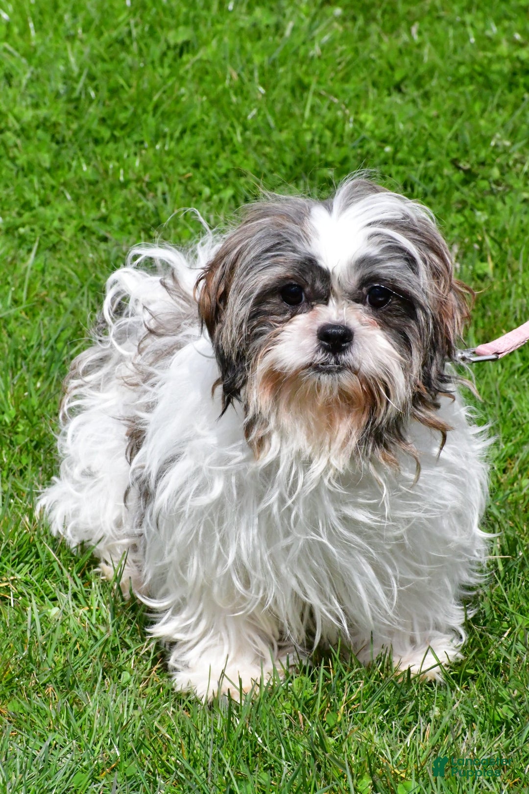 Shih Tzu dogs for sale: Uchenna - Image 8