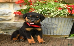 Rottweiler dogs for sale: Rottweiler 8 puppies - Image 16