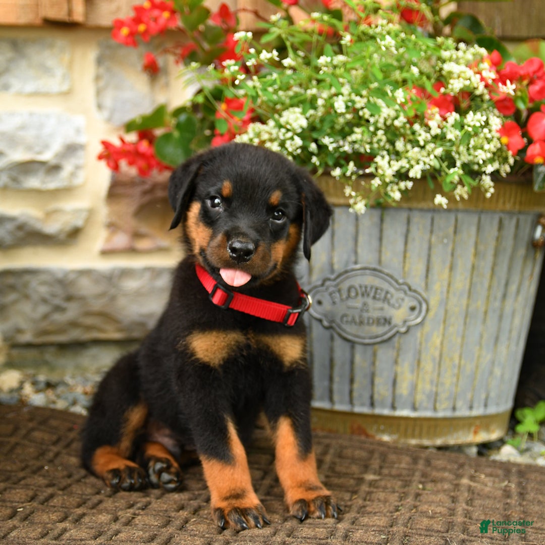 Rottweiler dogs for sale: Rottweiler 8 puppies - Image 16