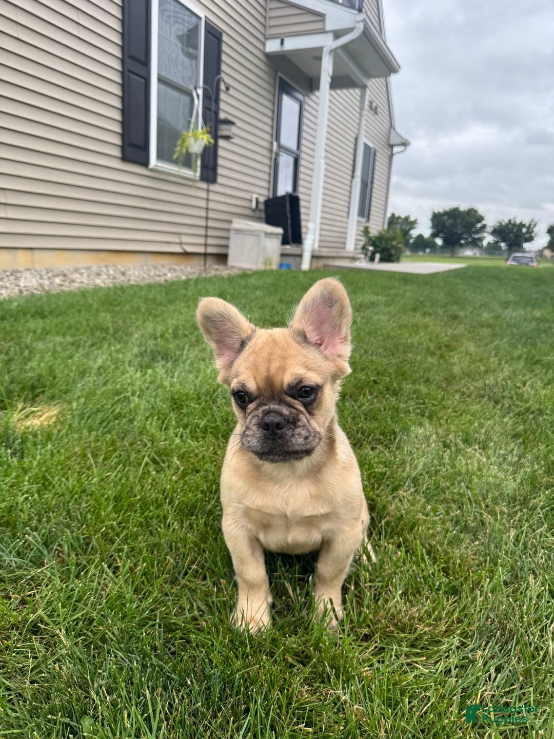 French Bulldog dogs for sale: Derick - Image 1