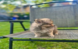 Pomeranian dogs for sale: Bella - Image 2