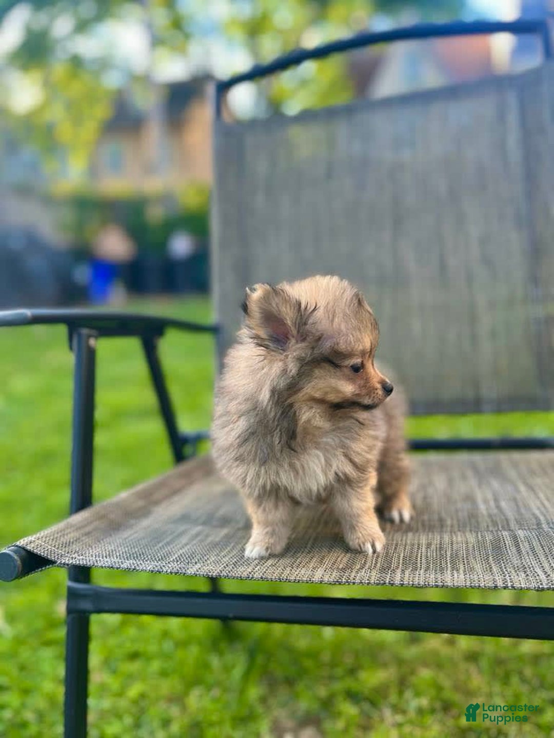 Pomeranian dogs for sale: Bella - Image 2