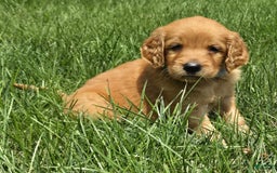 Goldendoodle dogs for sale: Raine - Image 1