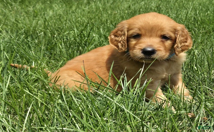 Goldendoodle dogs for sale - Ad 4