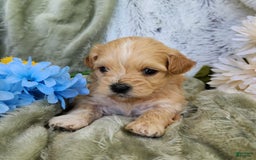 Shihpoo dogs for sale: Maverick - Image 5