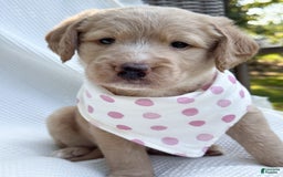 Labradoodle dogs for sale: Caramel - Image 6