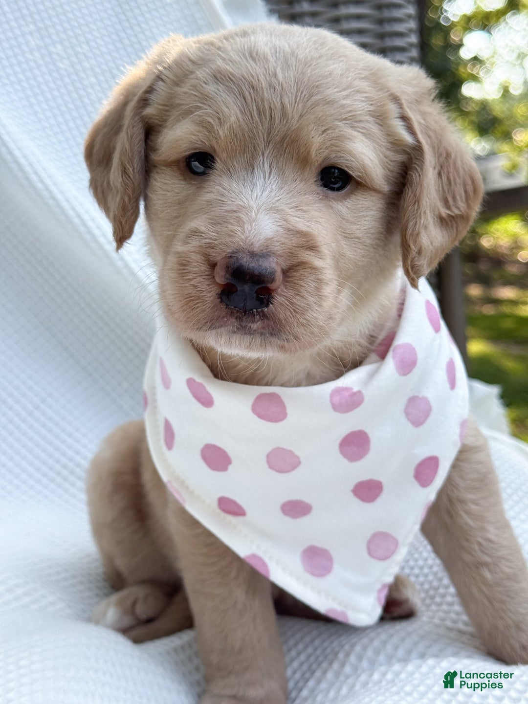 Labradoodle dogs for sale: Caramel - Image 6